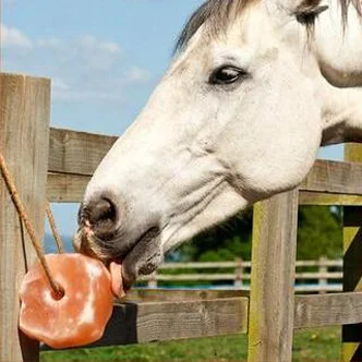 Horse licking Himalayan salt