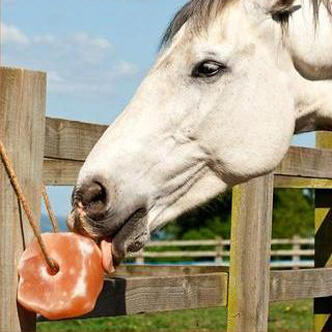 Horse licking Himalayan salt