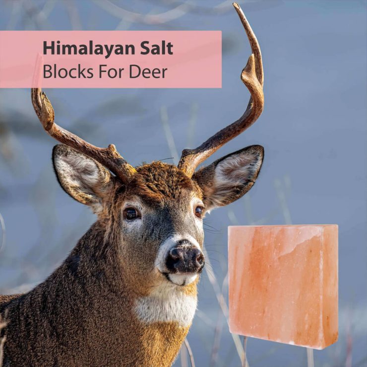 Himalayan Pink Salt Block for Deer Himalayan Koh