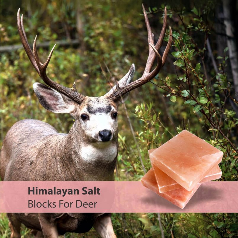 Himalayan Pink Salt Block for Deer Himalayan Koh