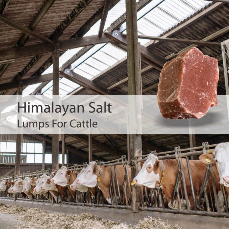 Himalayan Salt Rock for Cattle 18 Lbs Bag Himalayan Koh